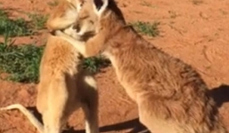 Hai con kangaroo “đấu quyền Anh” gây sốt mạng