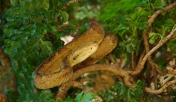 Khám phá bí mật Đảo Rắn , nơi 'tử thần ẩn náu' ở Brazil