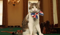 Chú mèo thủ lĩnh của văn phòng thủ tướng Anh tiếp tục tại vị
