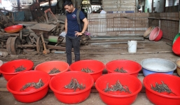 Thanh niên bịt mặt, đột nhập trang trại bắt 300 con cá sấu