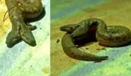 Video: Cận cảnh rắn cát hoa hai đầu hiếm gặp được sùng bái như thần ở Ấn Độ