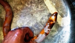 Bắt được con lươn có 3 màu kỳ lạ