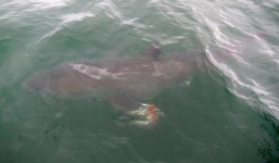 Cậu bé 6 tuổi câu được cá mập trắng 'khủng' hơn 3m