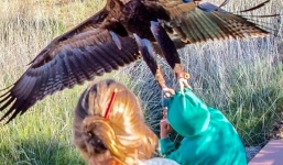 Hy hữu: bé trai bị đại bàng quắp chặt khi đang biểu diễn