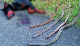 Chó dũng cảm tử trận cùng 4 con rắn hổ mang bành để cứu chủ