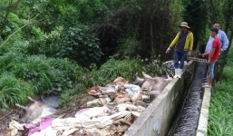 Doanh nghiệp vứt hàng trăm xác heo thối ra sông Sài Gòn