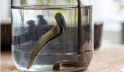 Lạ kỳ cô gái có sở thích nuôi đỉa ở Trung Quốc