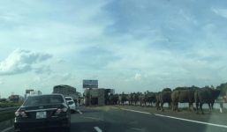 Xe tải gặp tai nạn, 20 con trâu 'đại náo' cao tốc Pháp Vân- Cầu Giẽ