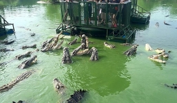 Hãi hùng cảnh du khách đứng trên bè giữa hồ đầy cá sấu