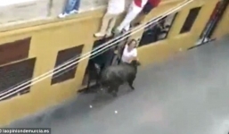 Người phụ nữ bị bò húc chết ngay trước mặt chồng con