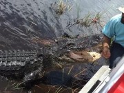 Video: Rùng mình chứng kiến hướng dẫn viên sờ đầu cá sấu giữa đầm lầy