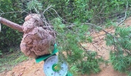 Củ nấm phục linh hiếm được trả giá 200 triệu vẫn không bán