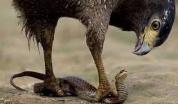 Rắn độc 'quằn quại' trước móng vuốt sắc nhọn của đại bàng