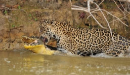 'Sát thủ đầm lầy' chết thảm, bại trận trước đòn chí mạng của báo đốm 100kg