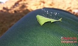 'Hoa Ưu đàm' lại xuất hiện ở Nghệ An