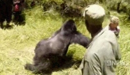 Khỉ đột 300kg tấn công nữ du khách 