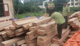 Phá rừng  pơ mu: Đình chỉ 3 chỉ huy biên phòng