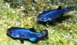 Video: Cận cảnh loài cá hiếm nhất thế giới ở 'hố quỷ'