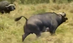 Video: Đàn trâu 'điên' tấn công người ở Quảng Trị