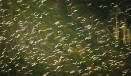 Ngắm Việt Nam thơ mộng và hùng vĩ trong 'Kong: Skull Island'