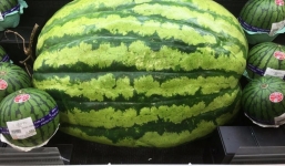 Nhật Bản trồng dưa hấu khổng lồ bán 6,5 triệu đồng/quả