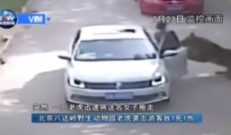 Video: Lao ra khỏi xe cứu bạn, người phụ nữ bị hổ dữ vồ chết