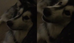 Chó Alaska nói 'I love you' khiến chủ nhân vô cùng phấn khích