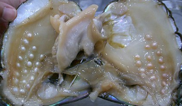 Video: Người phụ nữ dùng dao mổ trai lấy ngọc và cái kết bất ngờ