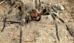 Cận cảnh nhện độc ở Brazil khiến nam giới chết sau vài giờ