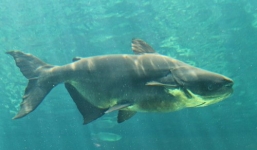 Cận cảnh 'thủy quái khủng' sông Mekong