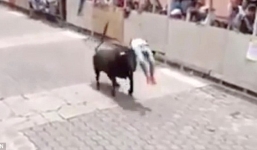 Video: Bò tót húc văng người đàn ông lên không trung