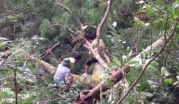 Bão số 1 quật đổ cây Xích Tùng 700 tuổi ở Yên Tử