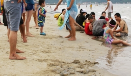 Đà Nẵng: Sứa xuất hiện bất thường, 'tấn công' du khách