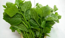 Tác dụng bất ngờ của rau mồng tơi ít người biết