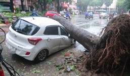 Video: Cây đổ đè bẹp xế hộp, tài xế thoát chết trong gang tấc
