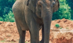 Bé gái 7 tuổi bị voi ném đá tử vong trong vườn thú