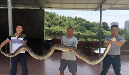 Trăn khủng 4m nuốt chửng dê 20kg