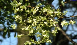 Công dụng tuyệt vời của hoa hòe ít người biết