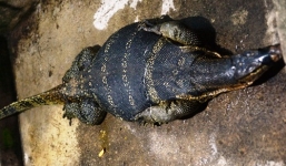 Bắt được Kỳ đà 'khủng' đang mang thai ở Sài Gòn