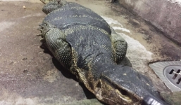 Video: Cận cảnh kỳ đà 'khủng' dài gần 2m bắt được ở Sài Gòn