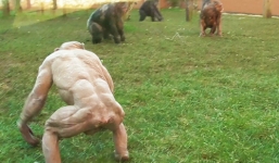 Tinh tinh trụi lông bị đồng loại ghẻ lạnh bất ngờ đột tử