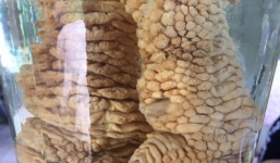 Cặp chân gà nặng 1kg/chiếc hiếm có nhất Việt Nam