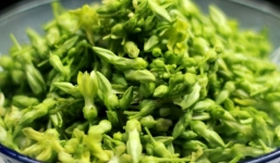 Tác dụng bất ngờ của hoa thiên lý đối với sức khỏe