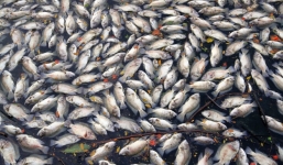 Hàng trăm tấn cá chết xếp lớp dưới hồ công viên trung tâm Đà Nẵng