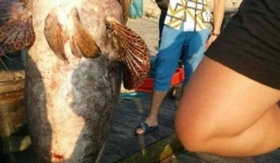 Đại gia hỏi mua cá mú “khủng” 88kg với giá hơn 73 triệu đồng