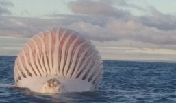 Lạ kỳ xác cá voi căng phồng như quả bóng trên biển