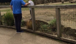 Thót tim cảnh du khách nhí bị thả vào chuồng tê giác để chụp ảnh