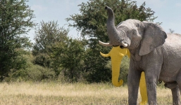 Lạ kỳ bức ảnh voi hai vòi ở Châu Phi gây tranh cãi