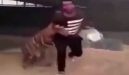 Video: Hổ điên cuồng lao vào tấn công chủ nhân