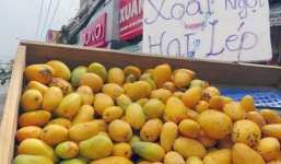  Việt Nam đã nhập khẩu gần 500 tấn xoài mút từ Trung Quốc